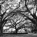 Live oaks, City Park by eudora