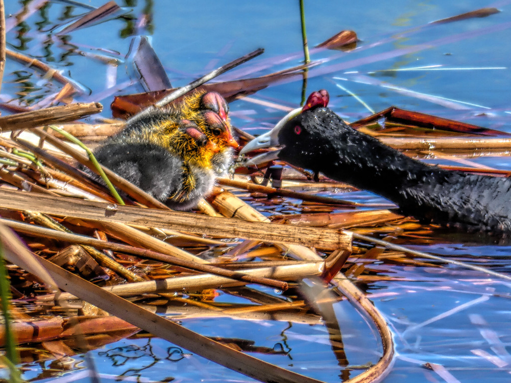 Coot chicks being fed by Mum. by ludwigsdiana