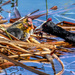 Coot chicks being fed by Mum. by ludwigsdiana