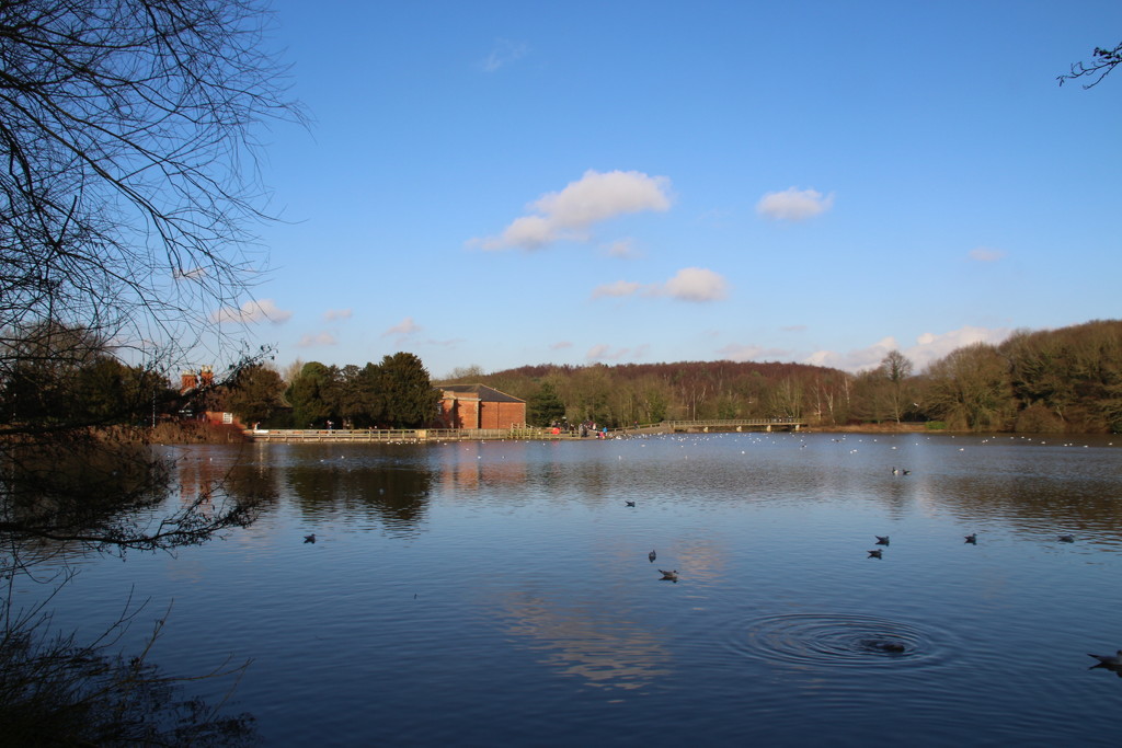 The Lake at Rufford Country Park by oldjosh
