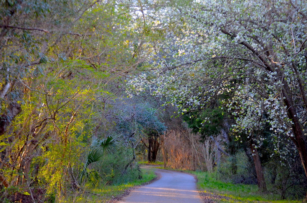 Path in Spring at Magnolia Gardens by congaree