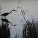 Great Blue Heron by congaree