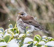 1st Mar 2018 - ID please -  A Fieldfare I think