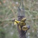 Blue Tit harried by Serin by s4sayer