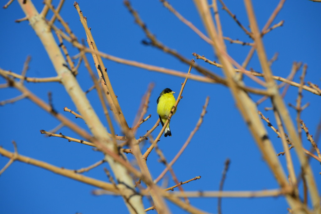 Yellow bird by bigdad