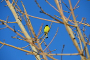 1st Mar 2018 - Yellow bird