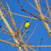 Yellow bird by bigdad