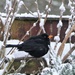 Mr Blackbird by carole_sandford
