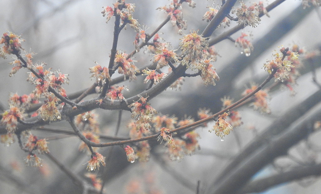 Raindrops on blossoms by homeschoolmom