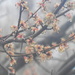 Raindrops on blossoms by homeschoolmom