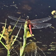2nd Mar 2018 - Common Pink Darter Dragonfly ?