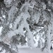 Frost & Snow by bjchipman