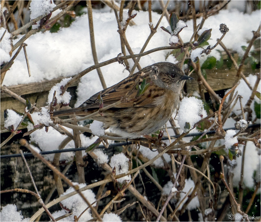 Dunnock by pcoulson