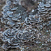Late Winter Fungi by dianen