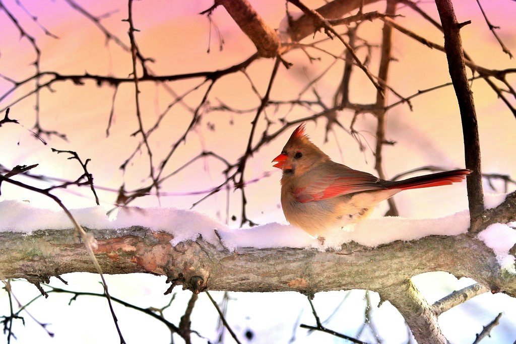 Mrs Cardinal In The Morning by lynnz