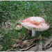 Wild mushroom  by kerenmcsweeney