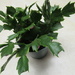 My Christmas cactus has finished blooming  by bruni