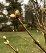 1st Mar 2018 - Teeny tiny lilac leaves 