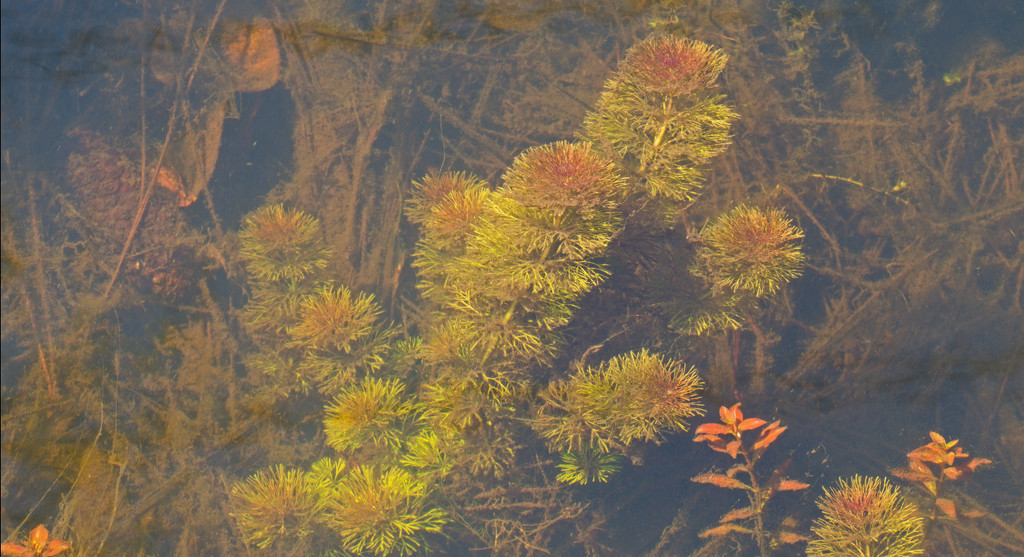 Plants Under Water! by rickster549