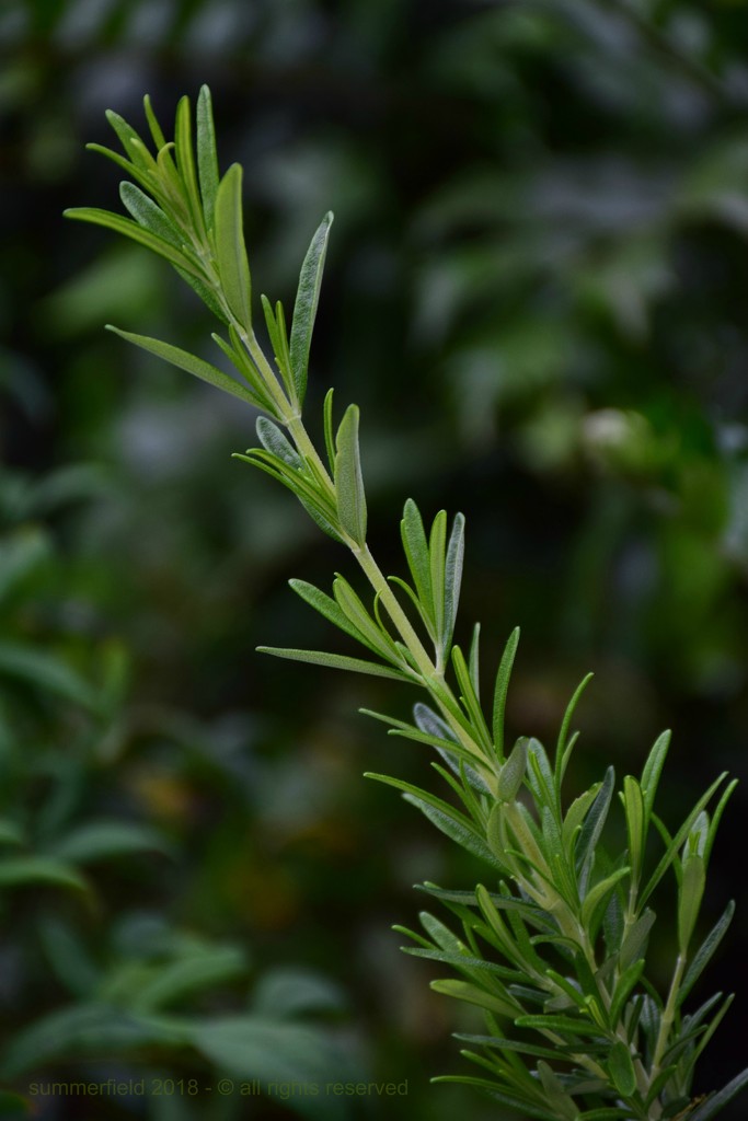 a sprig of rosemary for remembrance by summerfield
