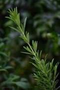 1st Mar 2018 - a sprig of rosemary for remembrance