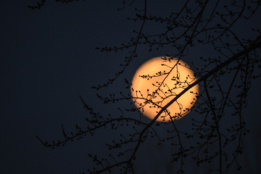 Moon Branches by kareenking