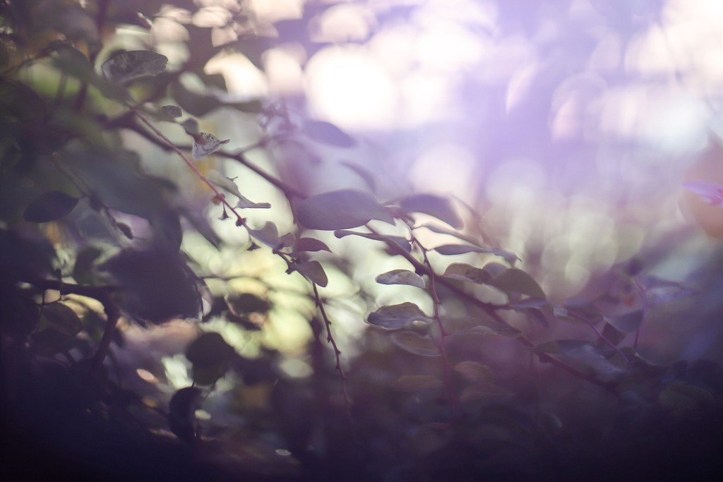 Freelensing Friday by jodies