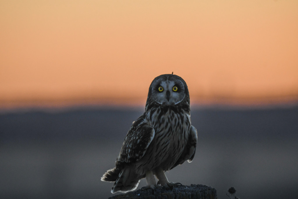 Short-Eared Owl at Sunset by kareenking