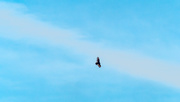 2nd Mar 2018 - Turkey Vulture in the clouds