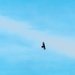 Turkey Vulture in the clouds by rminer