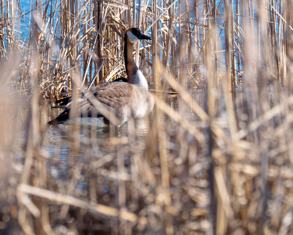 Canadian Goose in the Tall Grass by rminer