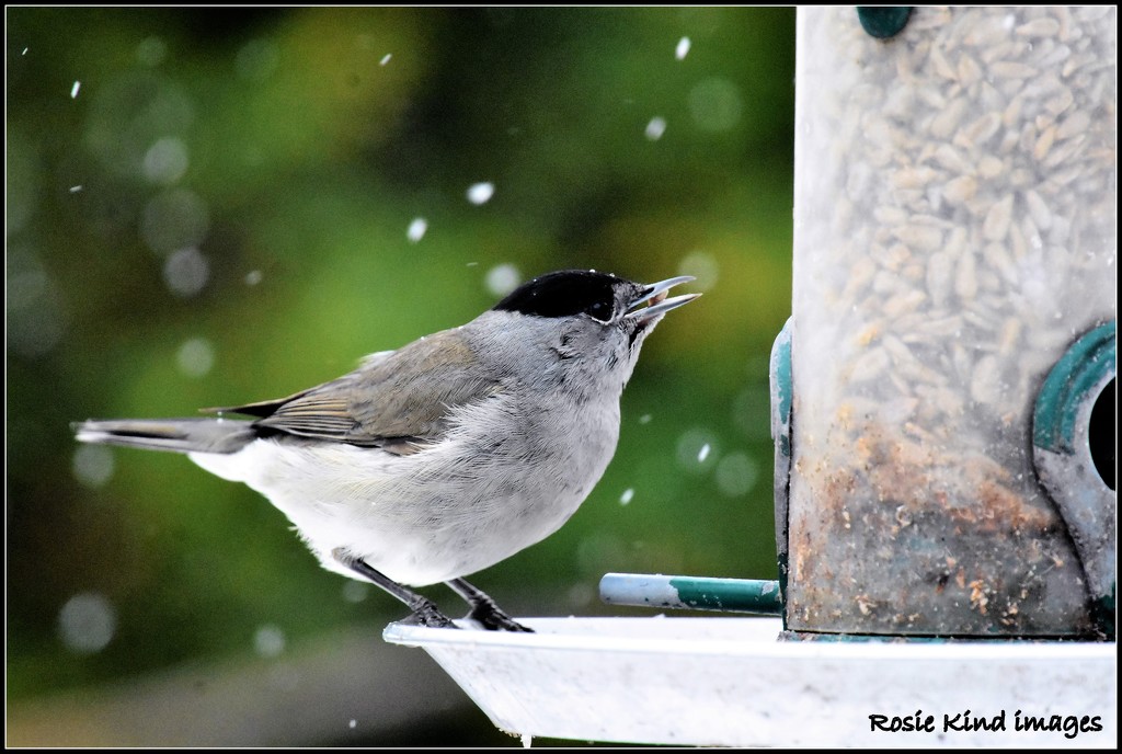 Mr Blackcap is a regular by rosiekind