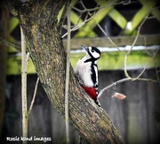 2nd Mar 2018 - Woodie woodpecker