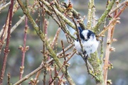 2nd Mar 2018 - Long Tailed Tit
