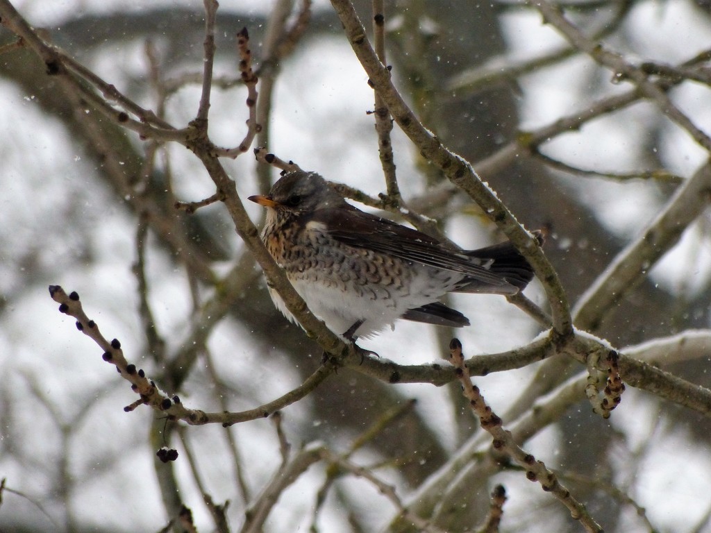 Another New Bird - A Fieldfare by susiemc