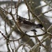 Another New Bird - A Fieldfare by susiemc