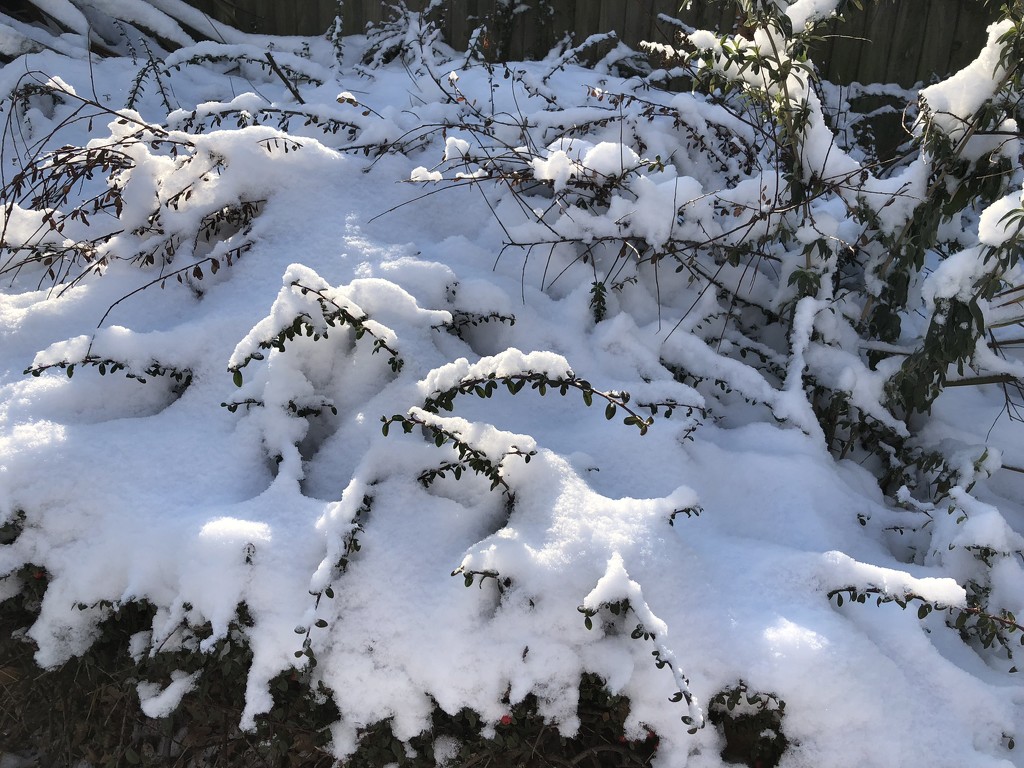 A walk in the snow by bizziebeeme