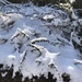A walk in the snow by bizziebeeme