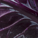 Purple - Cabbage by nicolecampbell