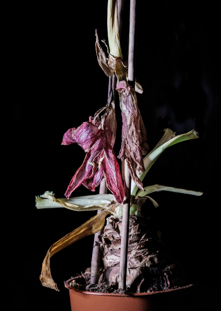 Paimpont 2018: Day 61 - Requiem for an Amaryllis by vignouse