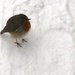 Fluffy little robin by nicolaeastwood