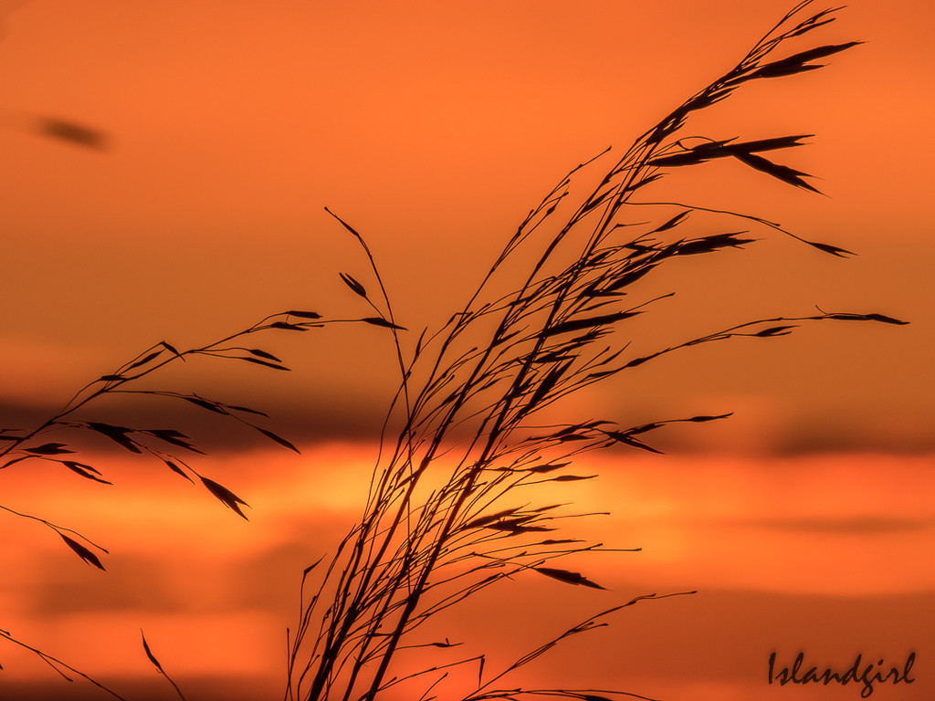 Sunrise Grasses  by radiogirl