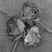 17th Feb 2018 - Faded Roses