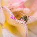 Autumn rose and honey bee by yorkshirekiwi