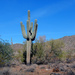 Saguaro (‘Carnegiea gigantea’) by rhoing