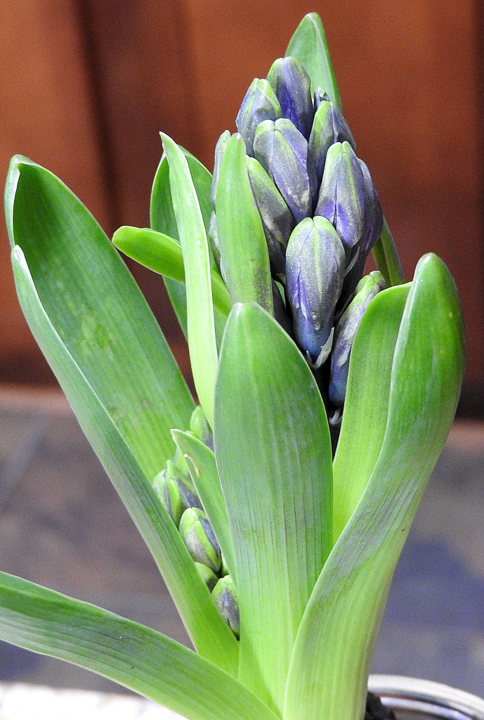 Hyacinth by homeschoolmom