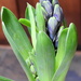 Hyacinth by homeschoolmom