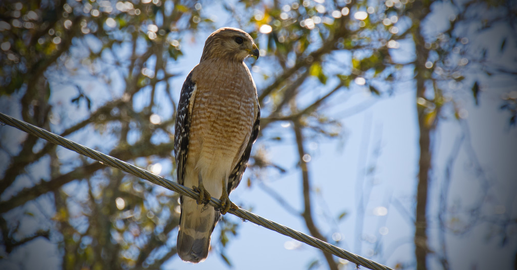 Red Shouldered Hawk Surveying the Road! by rickster549