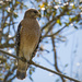 Red Shouldered Hawk Surveying the Road! by rickster549