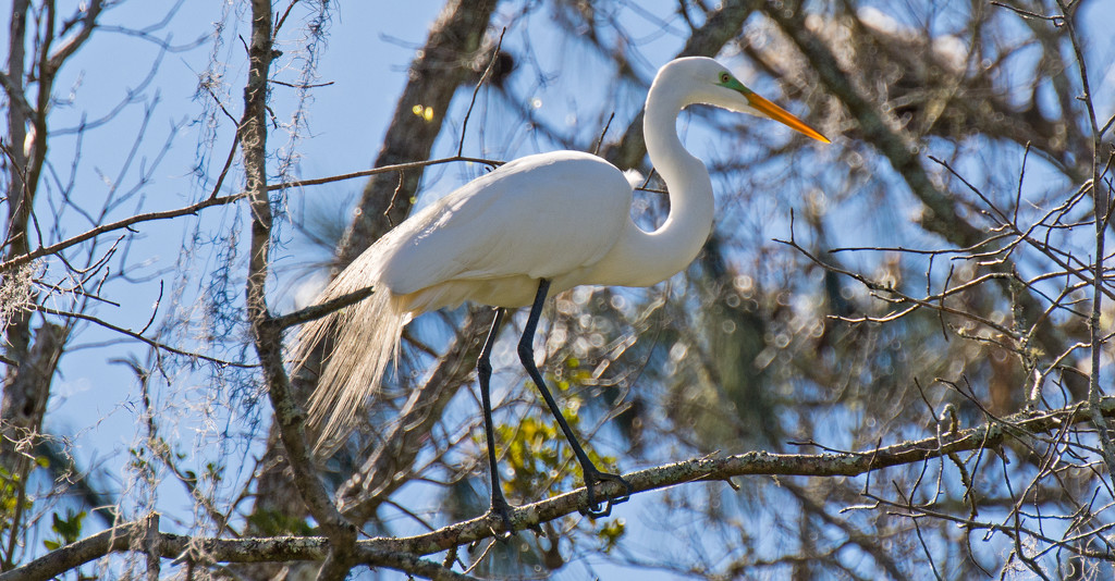 Egret's Are Still Pulling the Twigs! by rickster549